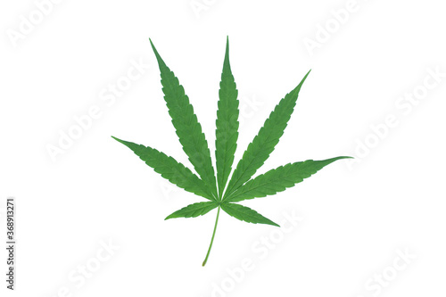 marijuana leaf on white background