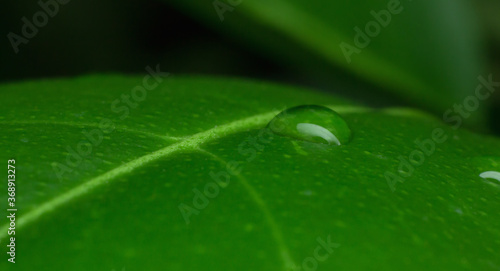 drop on plant leaf