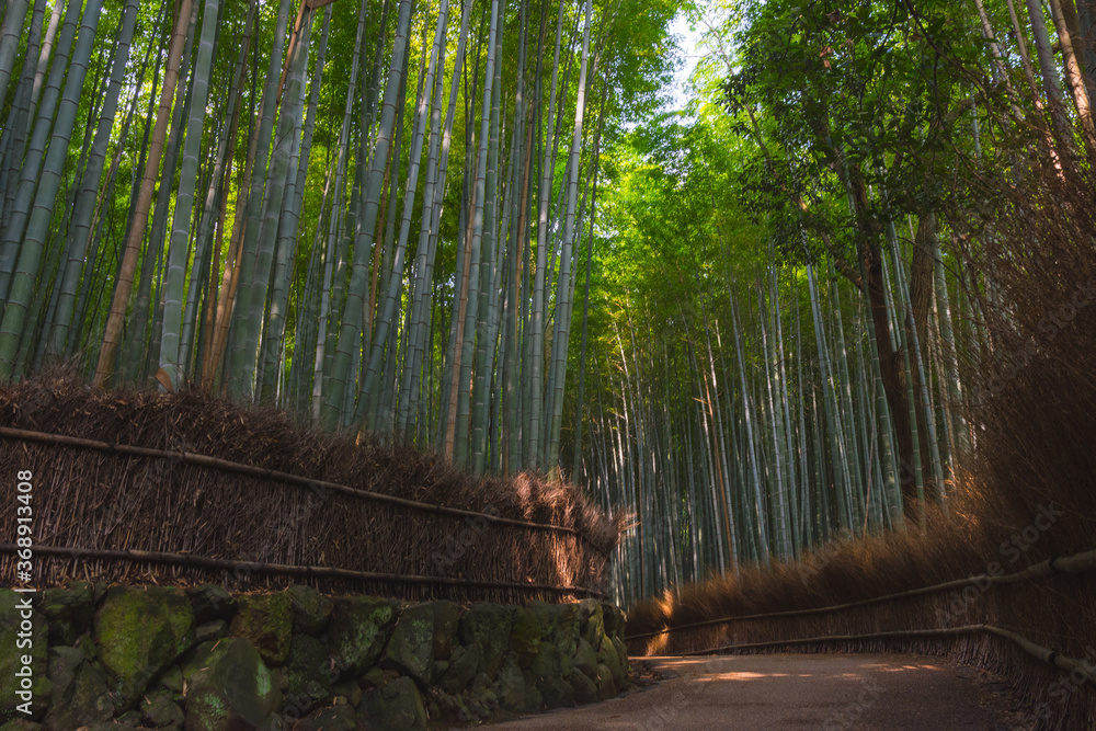 Fototapeta Path in the middle of a bamboo forest