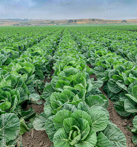 field of greens
