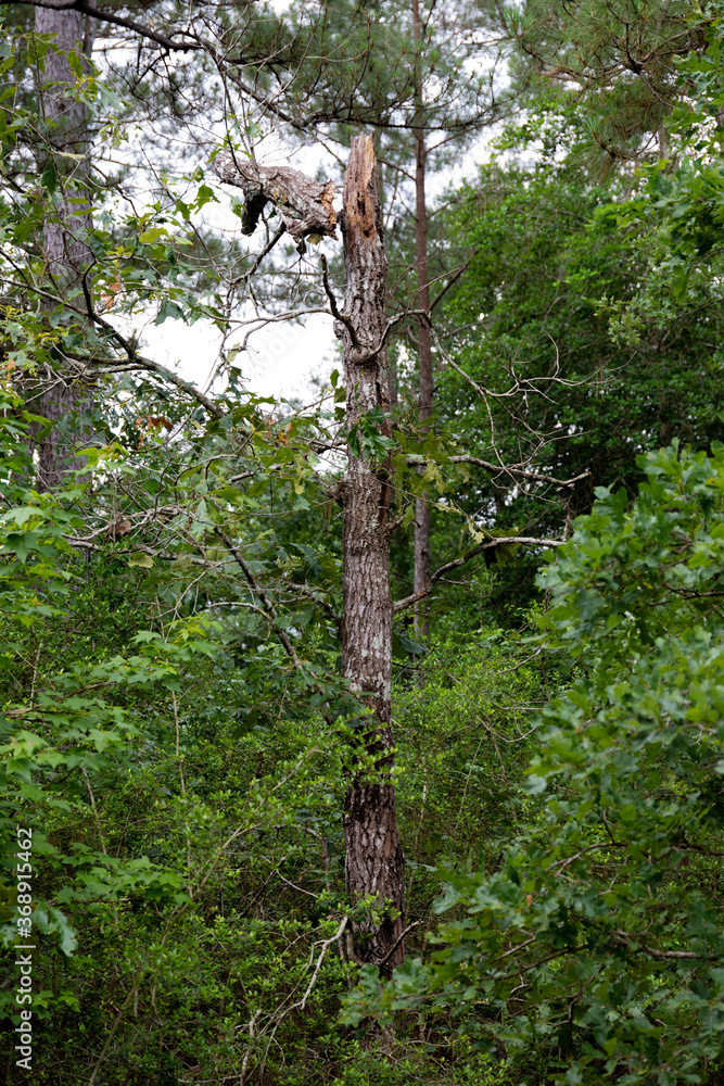 Fototapeta premium tree in the woods