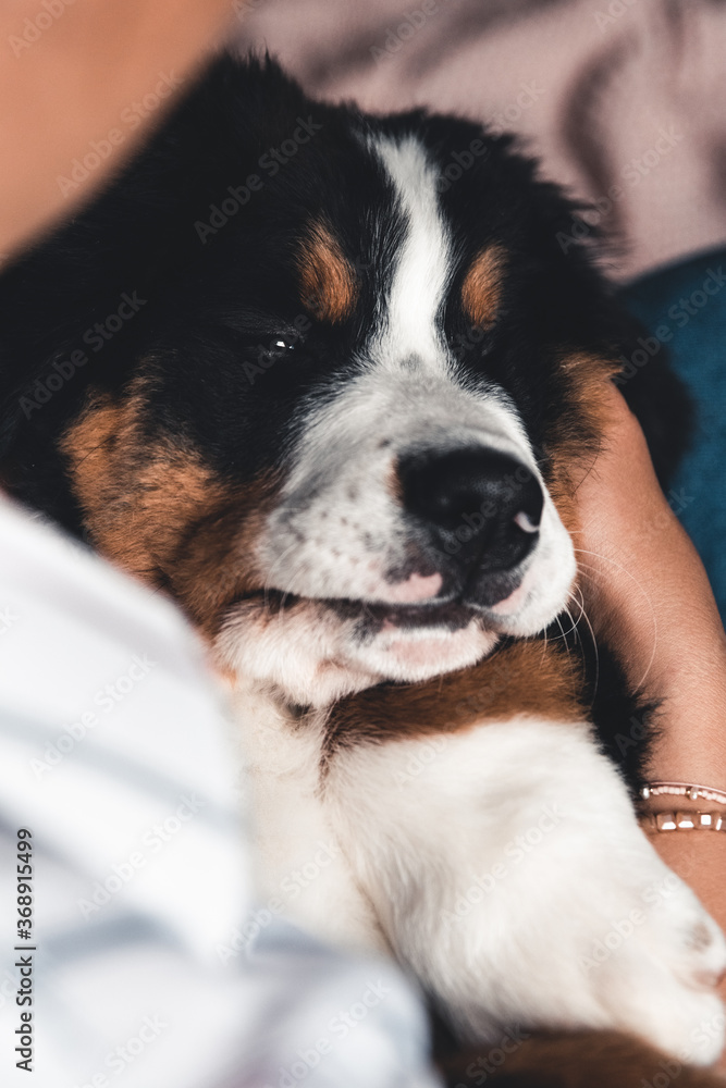 little puppy of bernese mountain dog on hands of fashionable girl with a nice manicure. animals
