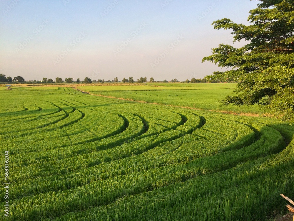 View of the green rice fields with grooves on the runway for farming. View of the green rice fields with grooves on the runway for farming.