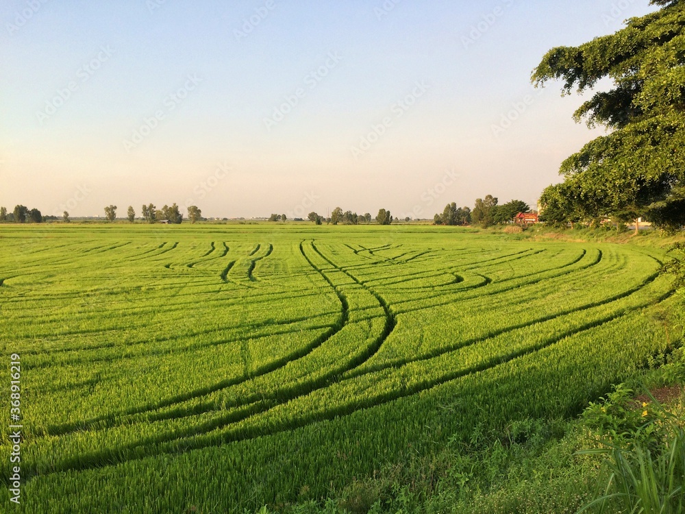 View of the green rice fields with grooves on the runway for farming.