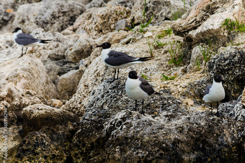 A couple of Laughing gulls perched on some dead corals. Local birds of Bimini photo