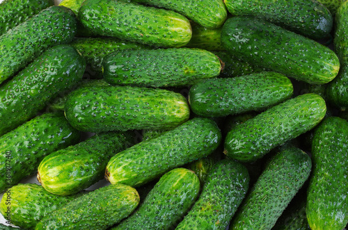 Fresh cucumbers with dew drops.