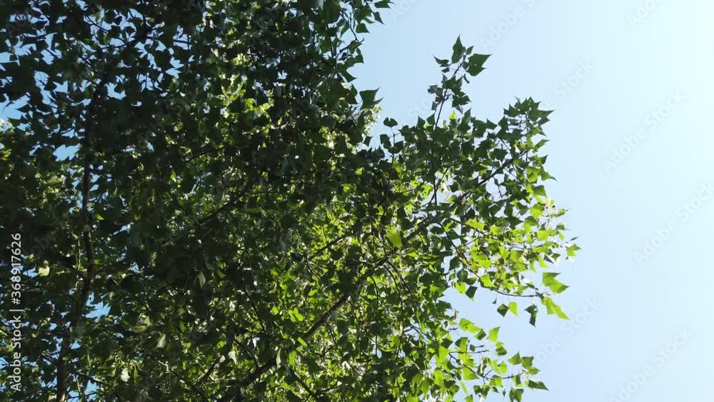 Sun shine through the tree green leaves slow motion Sun shine through the tree green leaves slow motion