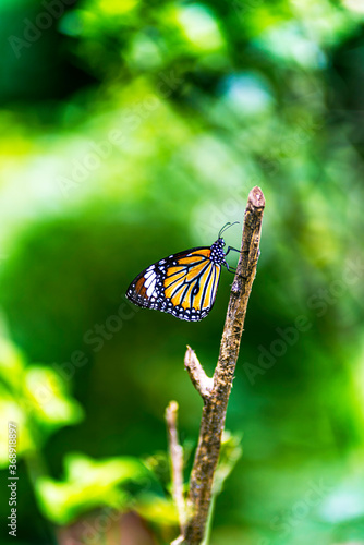 butterfly on a stick