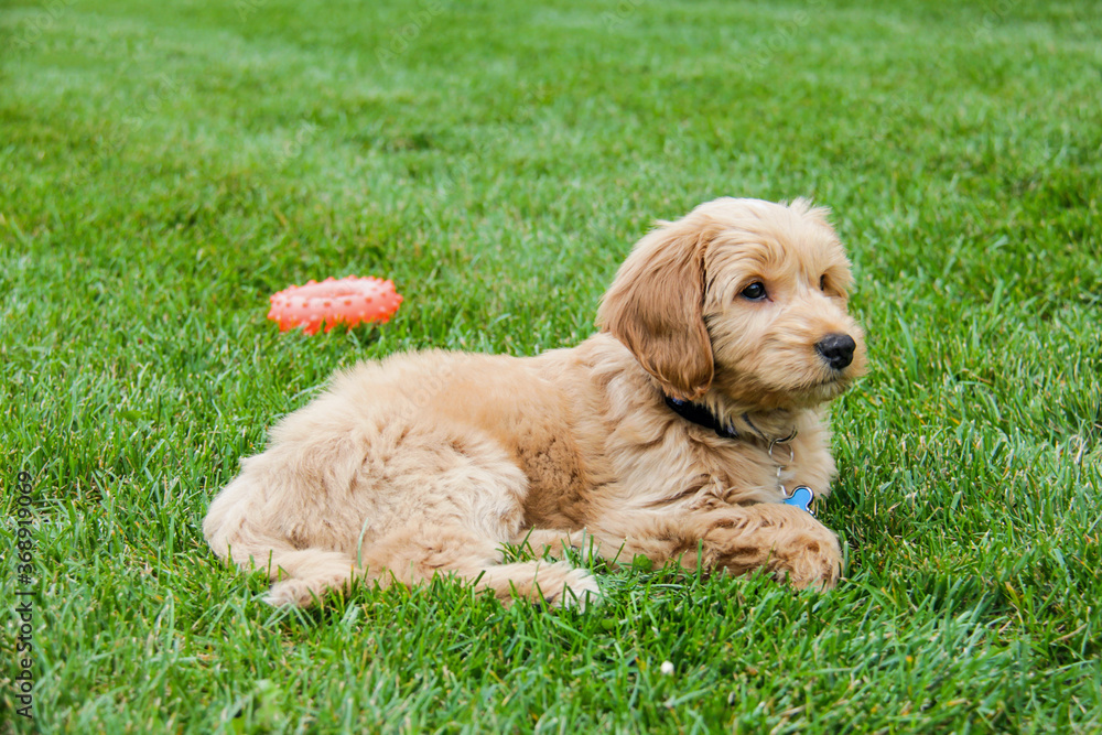 Multigen Goldendoodle