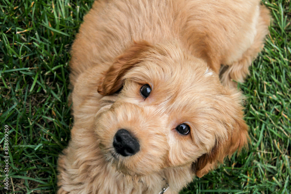 Multigen Goldendoodle