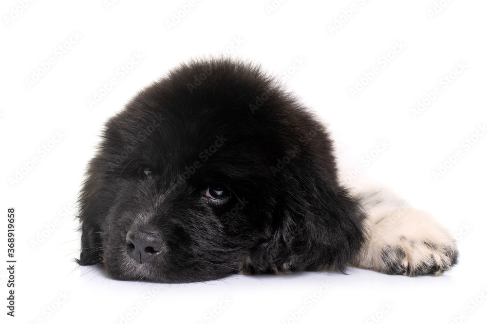 black and white puppy newfoundland dog