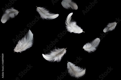Light fluffy a white feathers falling in the dark. Feather abstract on black background.