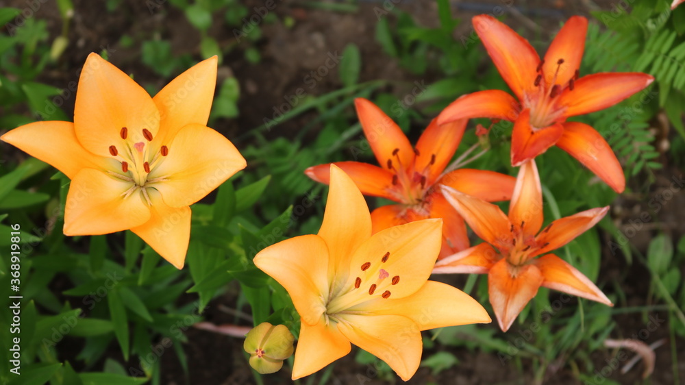 yellow and orange blooming garden lilies on a dark green background of the foliage of a summer flower bed yellow and orange blooming garden lilies on a dark green background of the foliage of a summer flower bed