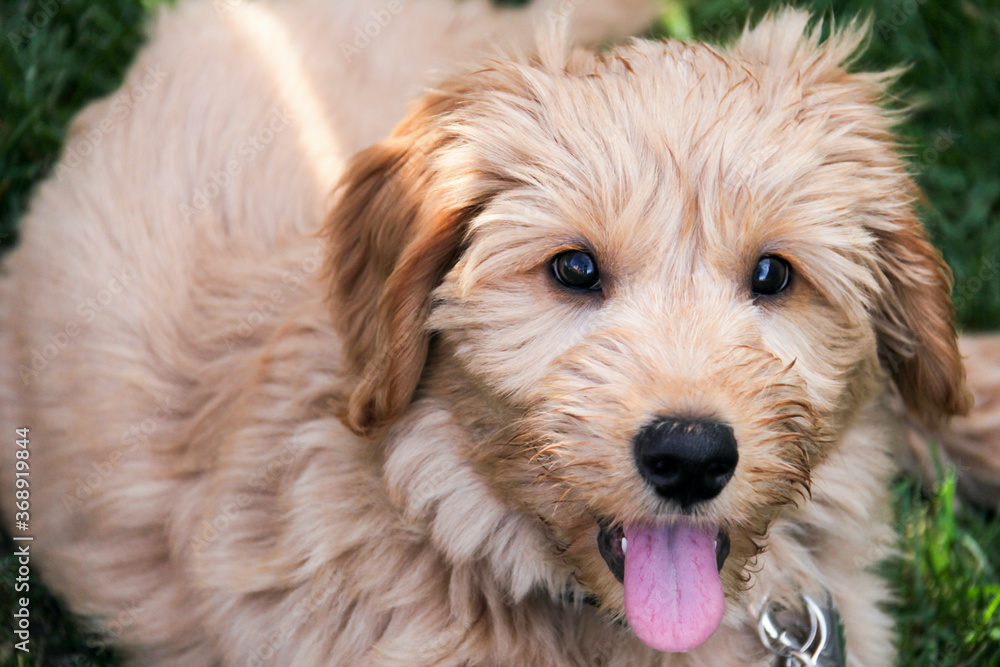 Multigen Goldendoodle Multigen Goldendoodle