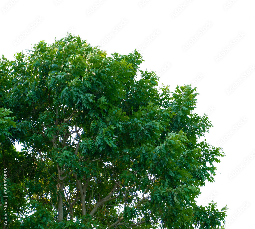 Fototapeta premium Tree isolated on white background. With clipping path.