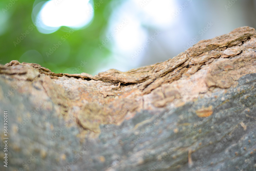 Close-up the tree bark on green background Close-up the tree bark on green background