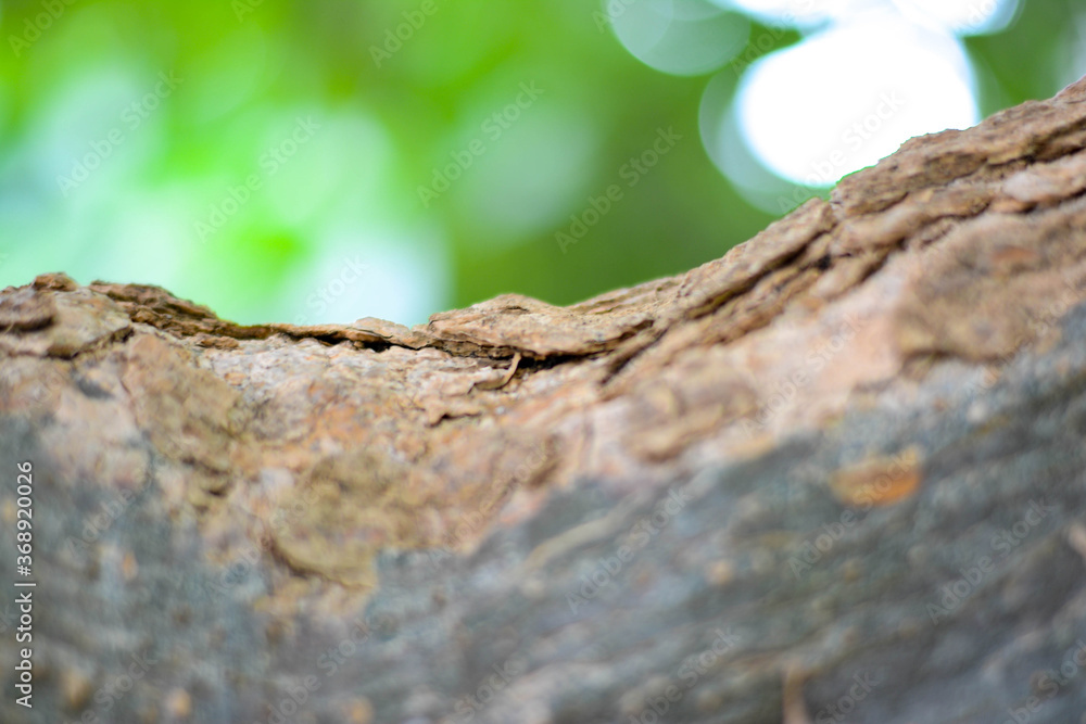 Close-up the tree bark on green background Close-up the tree bark on green background