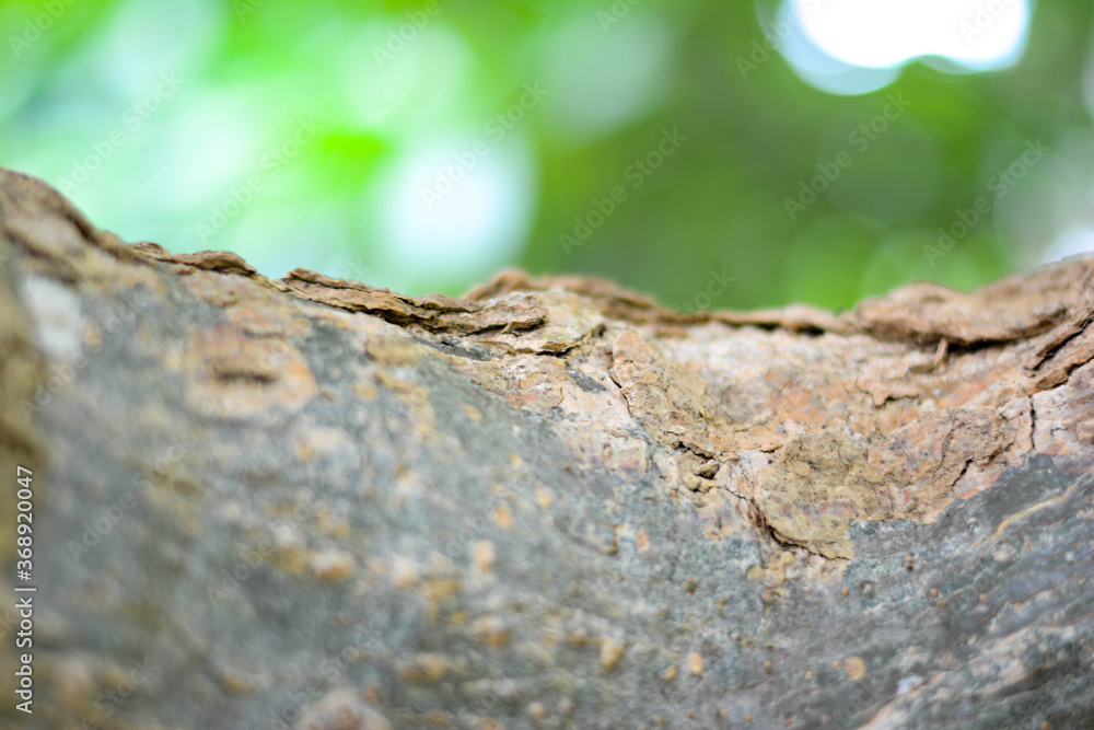 Close-up the tree bark on green background Close-up the tree bark on green background