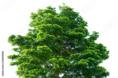 Terminalia ivorensis tree isolated on white background. With clipping path. photo