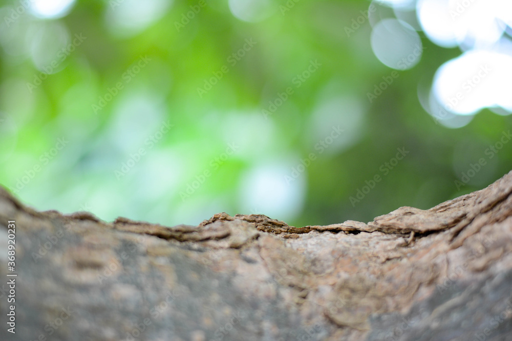Close-up the tree bark on green background Close-up the tree bark on green background