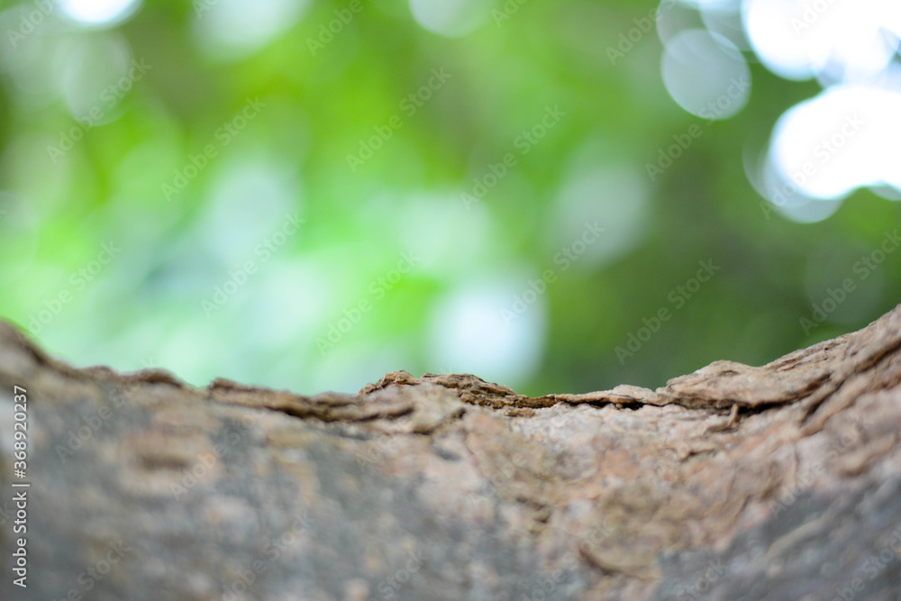 Close-up the tree bark on green background Close-up the tree bark on green background