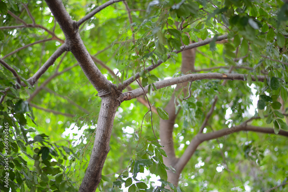 Tree branch, Under the shade of trees Tree branch, Under the shade of trees