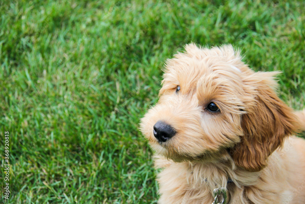 Multigen Goldendoodle