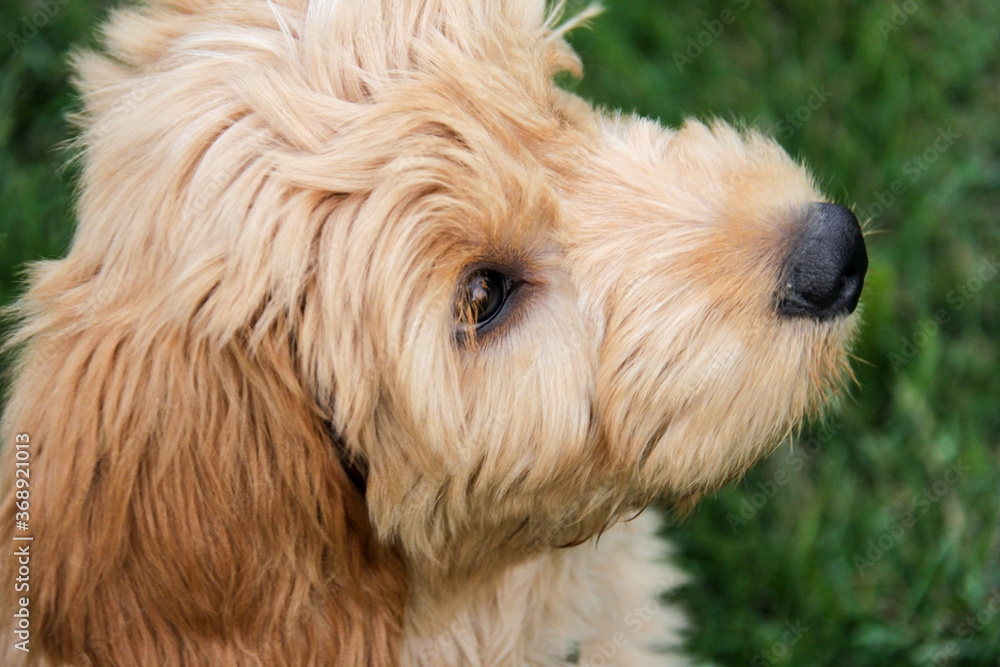 Multigen Goldendoodle Multigen Goldendoodle