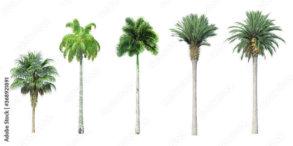 Collection of Beautiful 3D palm Trees isolated on whitebackground Stock ...