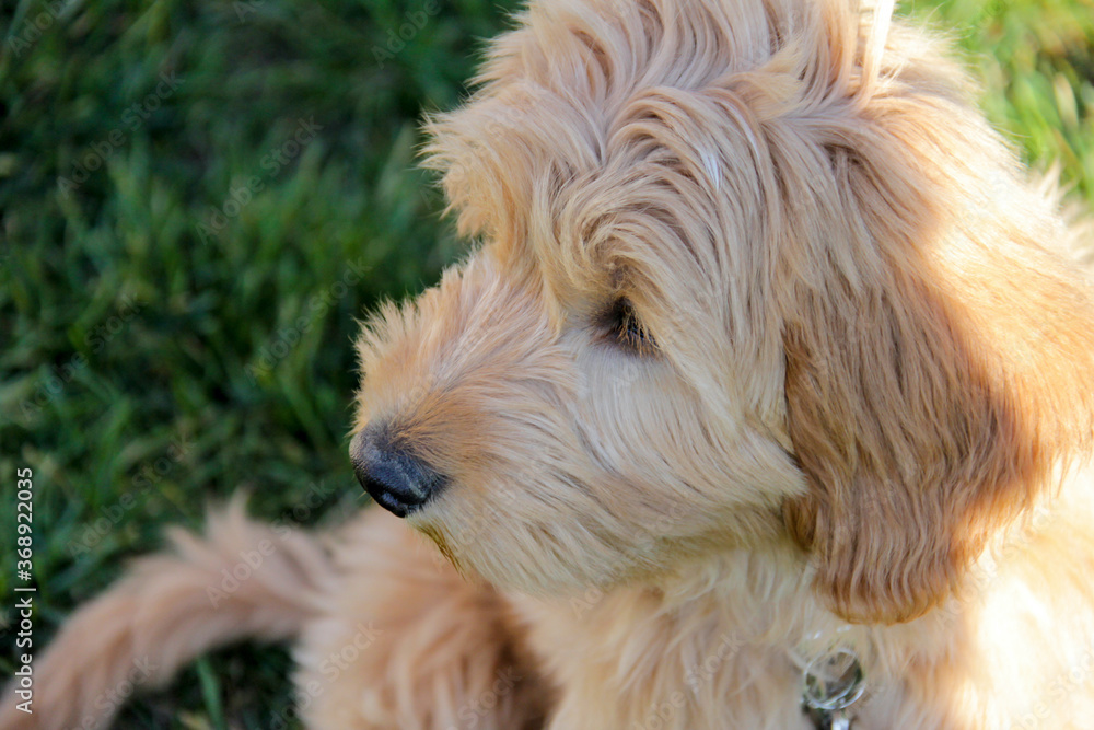 Multigen Goldendoodle Multigen Goldendoodle
