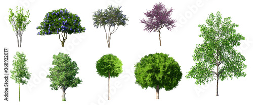 Collection 3D Trees Isolated on white background   Use for visualization in architectural design