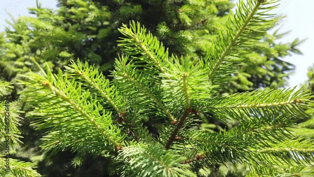 Close up shot of a pine tree bloom slow motion video Close up shot of a pine tree bloom slow motion video
