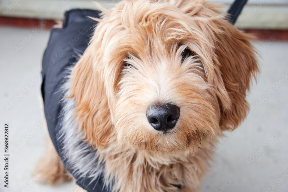 Multigen Goldendoodle Multigen Goldendoodle