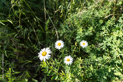 photos of wildflowers, summer, nature, beautiful background