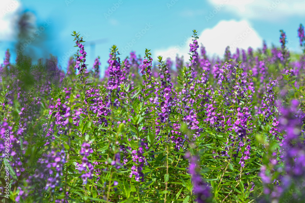 Naklejka premium lawenda. kwiaty. pole dzikich kwiatów z pięknym fioletowym chwastem