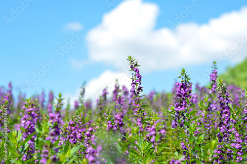 lavender. flowers. a field of wildflowers featuring a beautiful purple fireweed