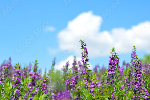 lavender. flowers. a field of wildflowers featuring a beautiful purple fireweed