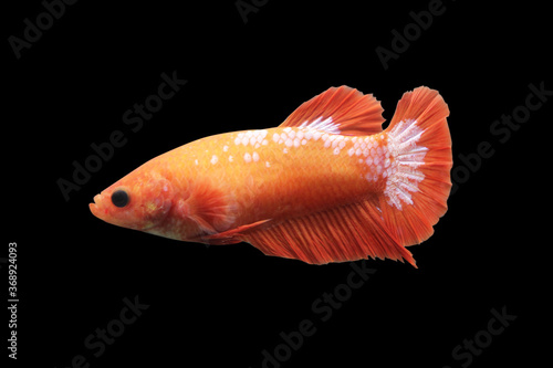 Betta Hellboy HMPK Halfmoon plakat Female or Plakat Fighting Fish Splendens on Black Background.