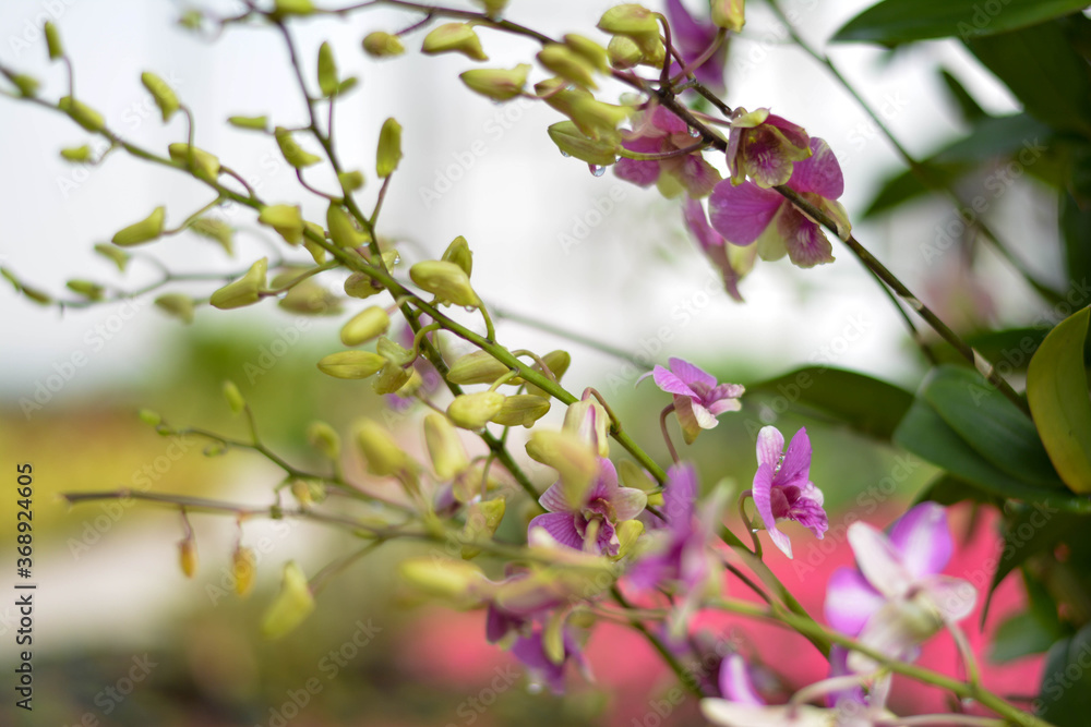 Ornamental plant. Beautiful trees in the garden
Ornamental plant. Beautiful trees in the garden