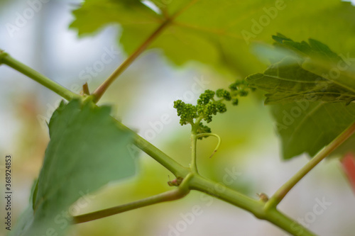 Growing grapes. Colorful leaves. Selective focus. The grapes close up