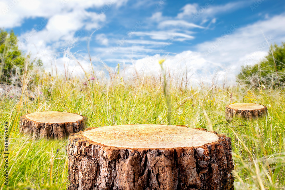 Fototapeta premium Deforestation concept. Stumps in the meadow at summer day. Eco.