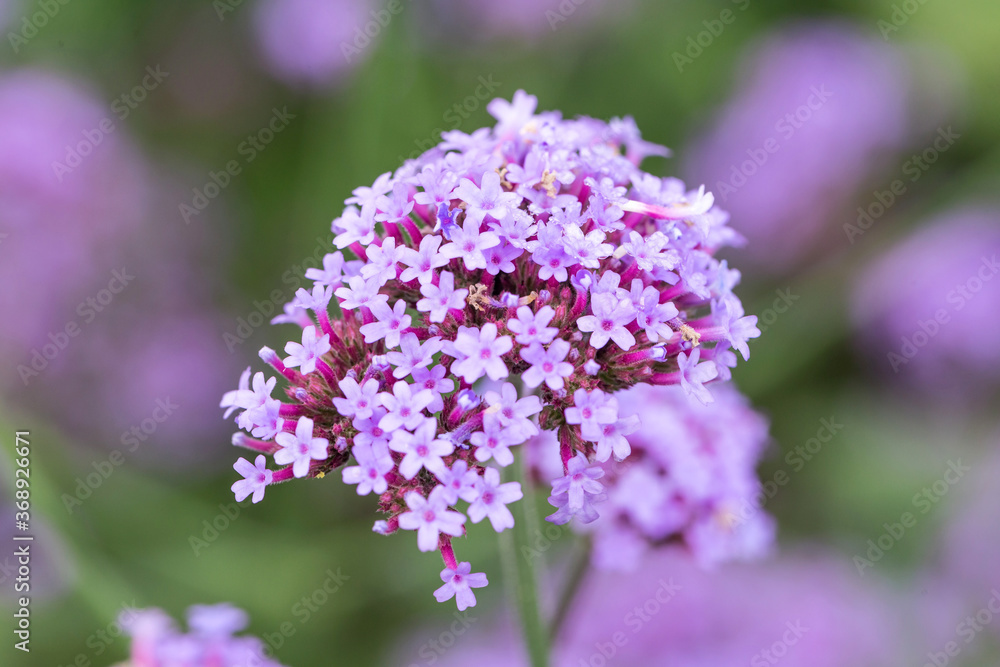 Willow verbena grown in the park Willow verbena grown in the park