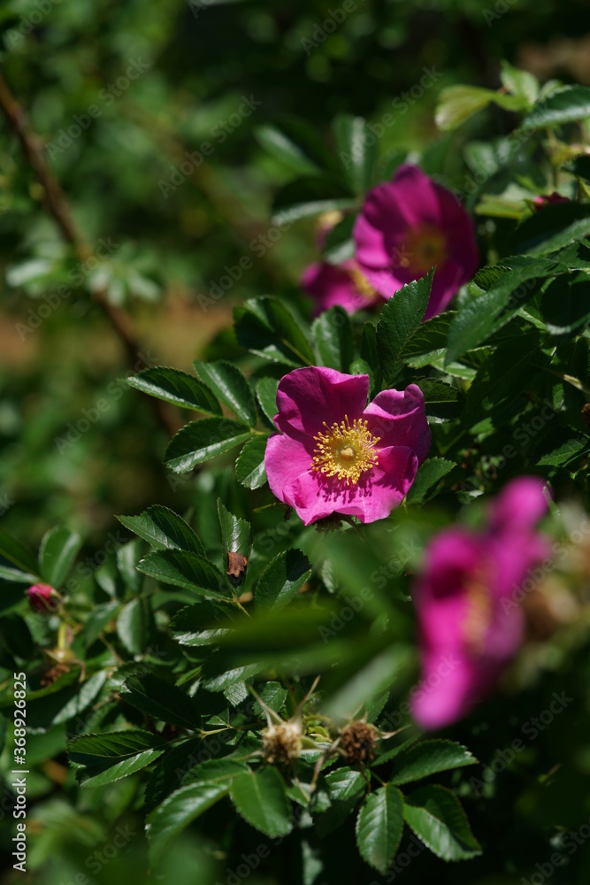 Pink Flower of Wild Rose 'R. davurica Pallas' in Full Bloom
Pink Flower of Wild Rose 'R. davurica Pallas' in Full Bloom