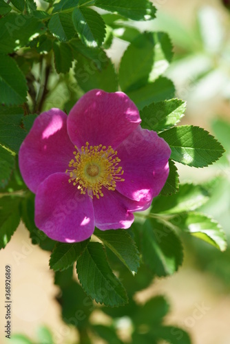 Pink Flower of Wild Rose 'R. davurica Pallas' in Full Bloom
 photo