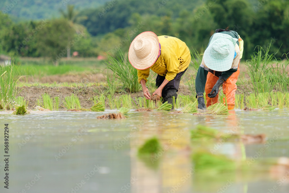 Farmers are planting rice in the farm.Farmers bend to grow rice. Farmers are planting rice in the farm.Farmers bend to grow rice.
