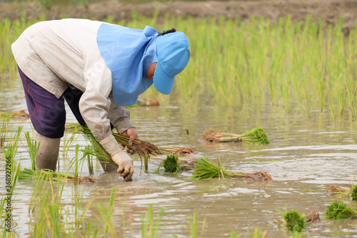 Female farmer wearing blue hat, planting rice on rice field.People wearing gray long-sleeved shirts and wearing rubber gloves are working.transplant rice seedlings.