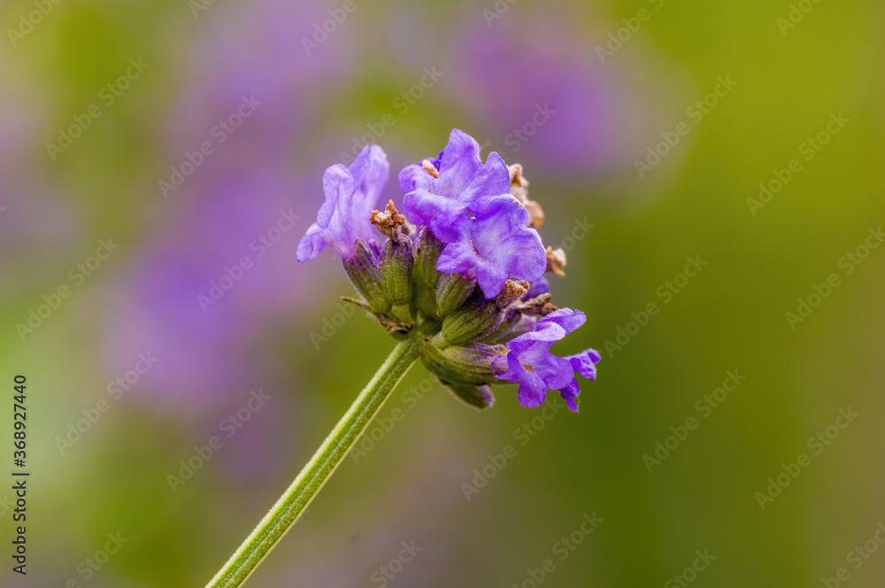 a soft bloom with purple color in the season garden a soft bloom with purple color in the season garden