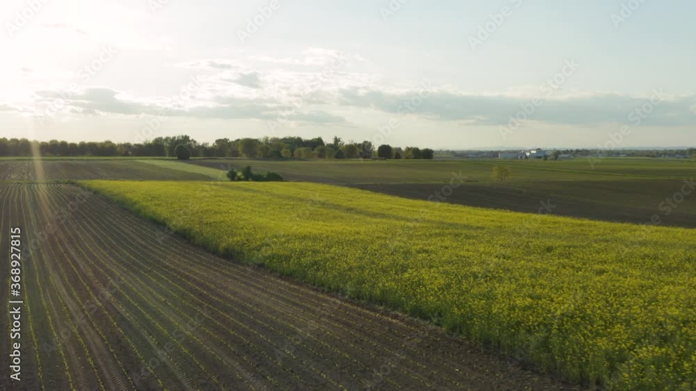 Flying Over The Vast Field With Lush Green Rapeseed Crops Growing In Croatia - drone shot Flying Over The Vast Field With Lush Green Rapeseed Crops Growing In Croatia - drone shot