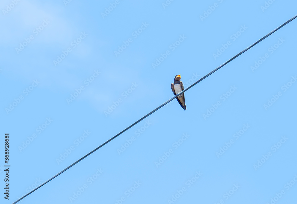 A swallow parked on a telephone pole in summer A swallow parked on a telephone pole in summer