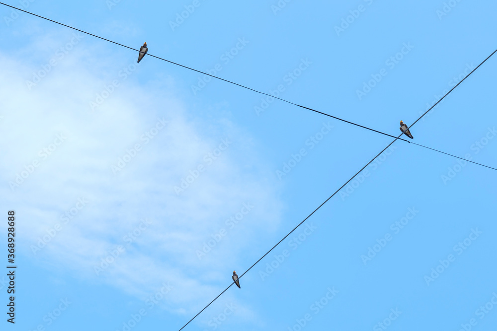 Swallows perched on utility poles in summer